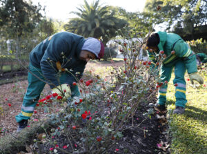 06_Rosedal_Parque_Chacabuco_Poda